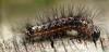 Acronicta rumicis